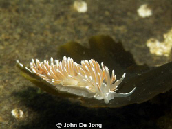 My first Flabellina lineata in the Netherlands. They are ... by John De Jong 